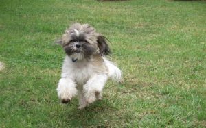 A very special dog - a very sad day - more lessons