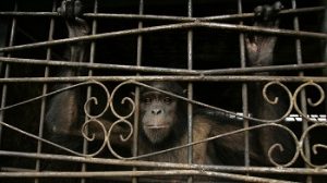 NY court asked to determine if chimp is legally a person
