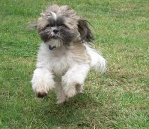 Learning how to go through surgery - from a dog