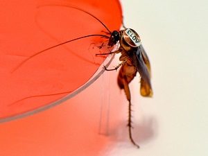 Cockroaches have personalities?  Science - or dehumanize people at any cost?