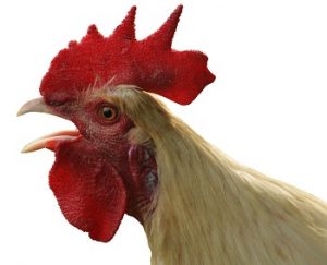 Before the rooster crows, but was it once or twice?