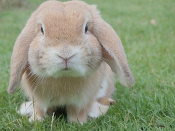 Which is more important - Christmas or Easter?