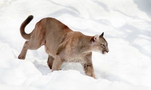 Do we have to kill mountain lions and people to get rid of rats?