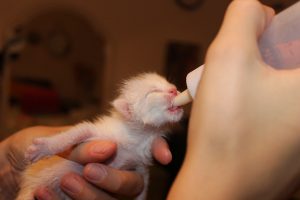Blessed are the merciful - feeding a tiny kitten