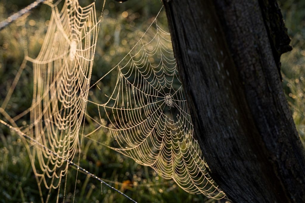 What a tangled web we weave when we try to deceive God