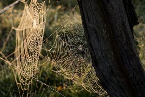 What a tangled web we weave when we try to deceive God