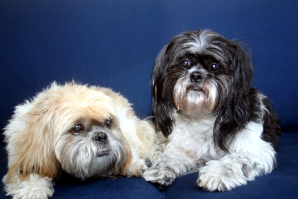 All dogs go to Heaven, don't they?