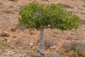 The parable of the fig tree
