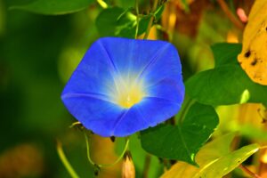 Psalm 29 -why does God deserve glory?